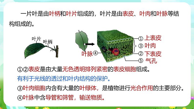 浙教版科学八下 4.5《植物的叶与蒸腾作用》第1课时 课件第5页