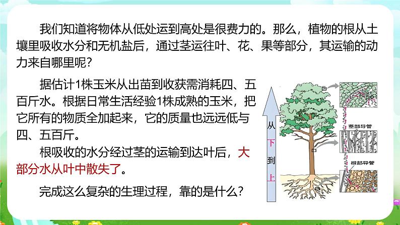 浙教版科学八下 4.5《植物的叶与蒸腾作用》第1课时 课件第6页