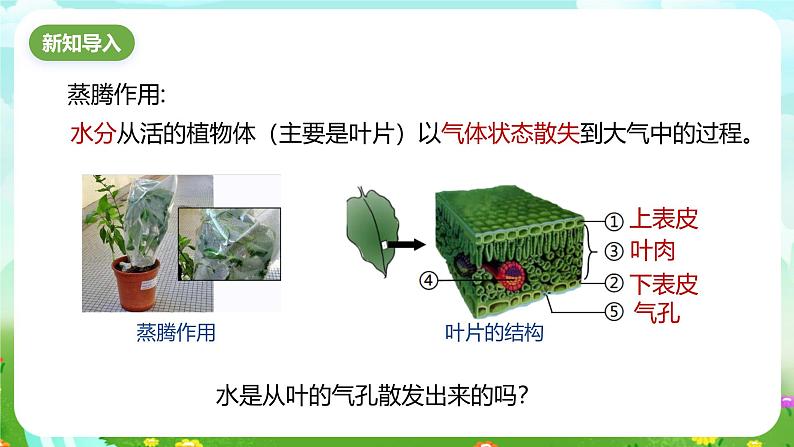 浙教版科学八下 4.5《植物的叶与蒸腾作用》第2课时 课件第2页