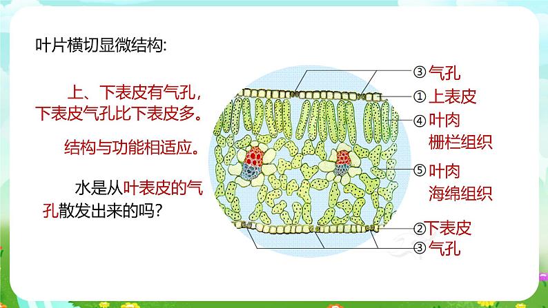 浙教版科学八下 4.5《植物的叶与蒸腾作用》第2课时 课件第6页