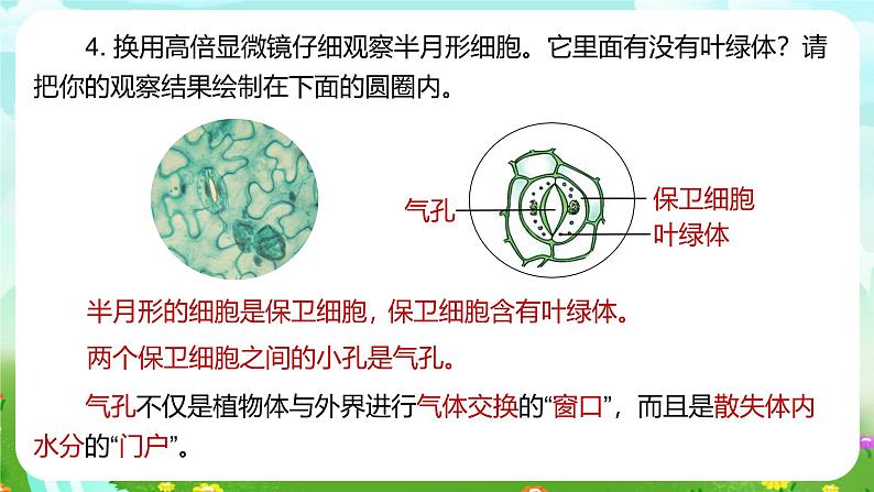 浙教版科学八下 4.5《植物的叶与蒸腾作用》第2课时 课件第8页