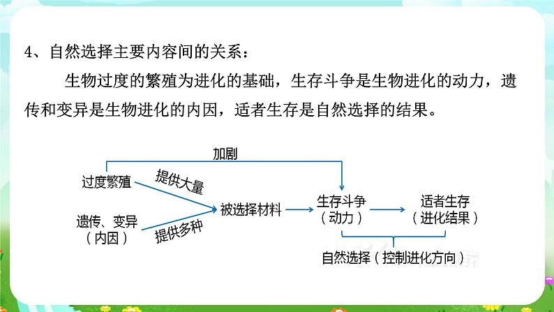 华师大版科学九下 2.3《生物进化》课件第7页