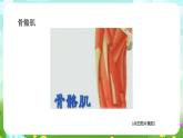 华师大版科学九下 4.2《运动与健康》第2课时 课件+教案+学案+素材