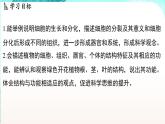 浙教版(2024）科学七年级下册 1.1 生物体的结构层次 （课件）