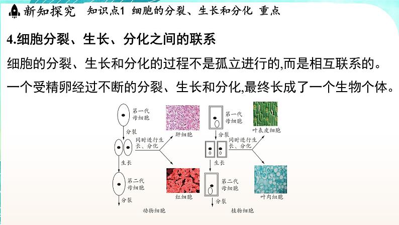 浙教版(2024）科学七年级下册 1.1 生物体的结构层次 （课件）第8页