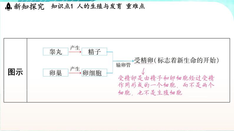 浙教版(2024）科学七年级下册 1.2 人和动物的生殖与发育 （课件）第4页