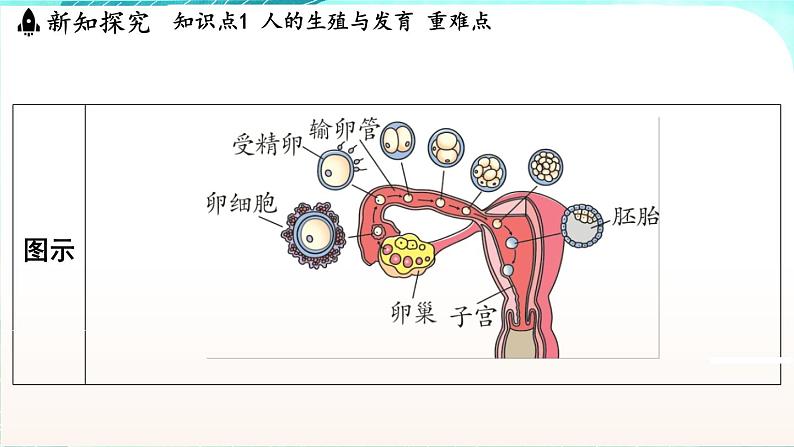 浙教版(2024）科学七年级下册 1.2 人和动物的生殖与发育 （课件）第6页