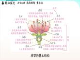 浙教版(2024）科学七年级下册 1.3 植物的生殖与发育 （课件）