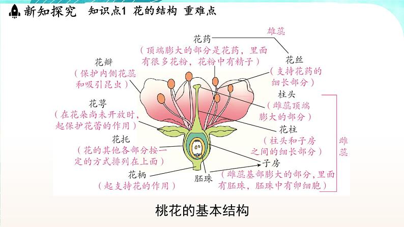 浙教版(2024）科学七年级下册 1.3 植物的生殖与发育 （课件）第4页