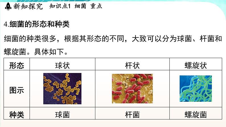 浙教版(2024）科学七年级下册 1.4 微生物的结构与生殖 （课件）第7页