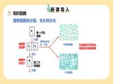 新浙教版（2024）七下科学 1.1《生物体的结构层次》课时2课件