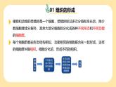 新浙教版（2024）七下科学 1.1《生物体的结构层次》课时2课件