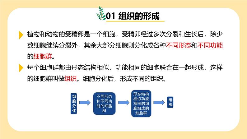 七下新浙教版（2024）初中科学 第一章生命的结构与生殖 1.2《生物体的结构层次》 第2课时  课件第5页