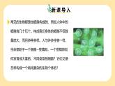 新浙教版（2024）七下科学 1.1《生物体的结构层次》课时1（课件+视频）