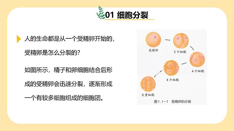 七下新浙教版（2025）初中科学 第一章生命的结构与生殖 1.1《生物体的结构层次》 第1课时  课件第8页