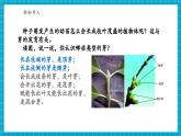 【新教材核心素养】浙教版科学七年级下册1.3  植物的生殖与发育 第5课时 （课件+同步教案+导学案+素材）