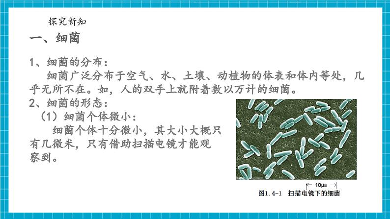 浙教版七下科学 1.4 微生物的结构与发育（1）第5页