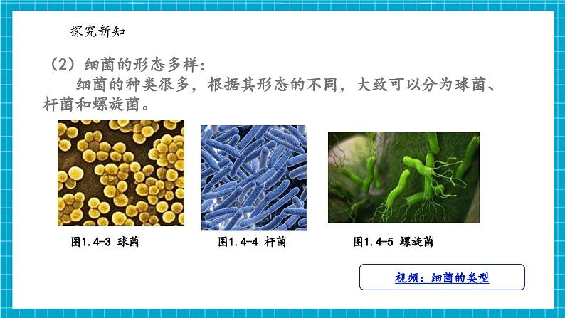 浙教版七下科学 1.4 微生物的结构与发育（1）第6页