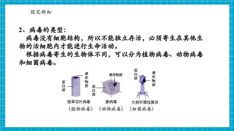 浙教版七下科学 1.4 微生物的结构与发育（3）第6页