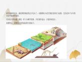 【核心素養(yǎng)】浙教版科學(xué)九年級(jí)下冊(cè) 1.4-1.5生物的遺傳與進(jìn)化 同步課件+同步練習(xí)