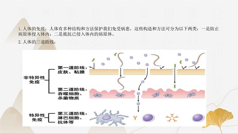 【核心素养】浙教版科学九年级下册 3.3身体的防卫 同步课件第4页