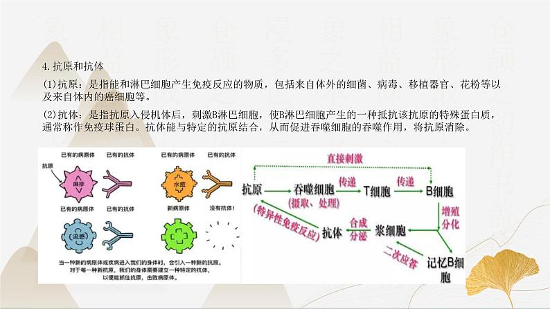 【核心素养】浙教版科学九年级下册 3.3身体的防卫 同步课件第7页