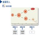【核心素養(yǎng)】浙教版科學(xué)七年級下冊1.1 生物體的結(jié)構(gòu)層次（第2課時）（教學(xué)課件+同步教案+同步練習(xí)）