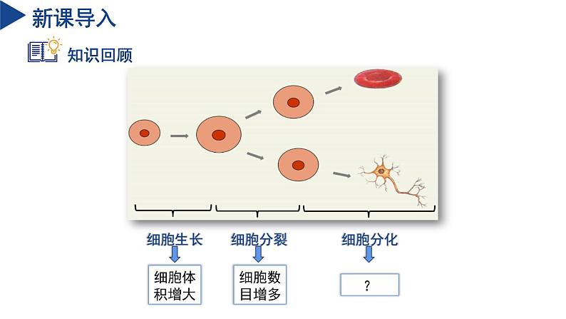 【核心素养】浙教版科学七年级下册1.1 生物体的结构层次（第2课时）（教学课件）第4页