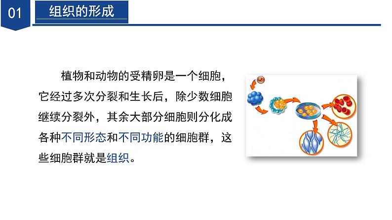 【核心素养】浙教版科学七年级下册1.1 生物体的结构层次（第2课时）（教学课件）第6页