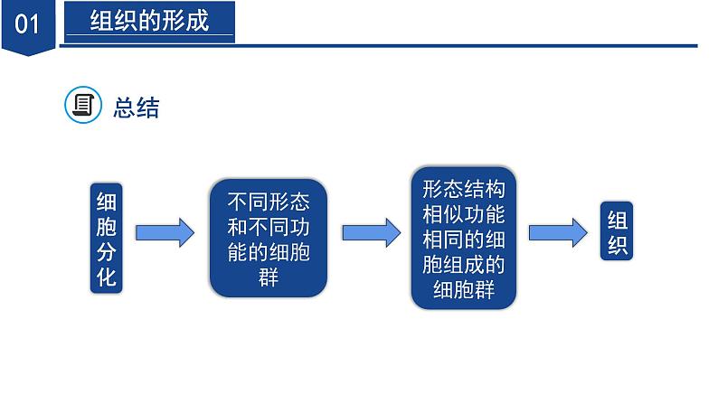 【核心素养】浙教版科学七年级下册1.1 生物体的结构层次（第2课时）（教学课件）第7页