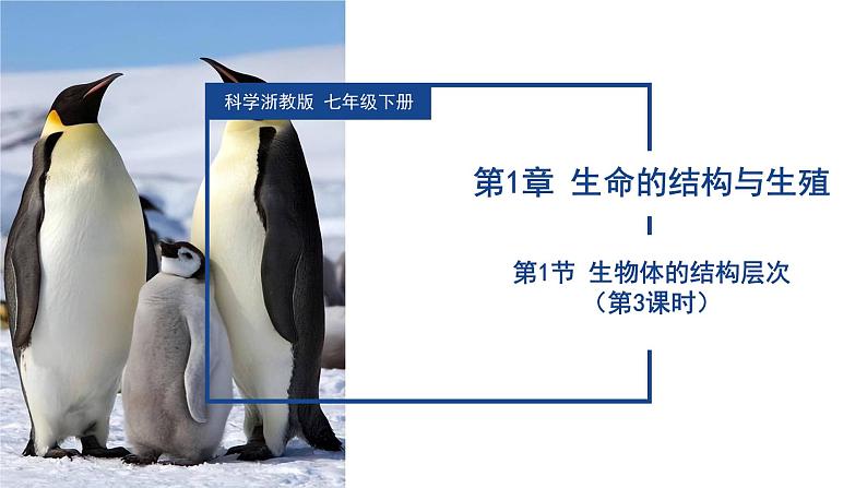 【核心素养】浙教版科学七年级下册1.1 生物体的结构层次（第3课时）（教学课件）第1页