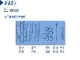 【核心素養(yǎng)】浙教版科學(xué)七年級下冊1.1 生物體的結(jié)構(gòu)層次（第3課時）（教學(xué)課件+同步教案+同步練習(xí)）