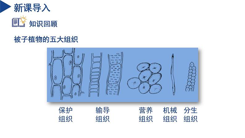 【核心素养】浙教版科学七年级下册1.1 生物体的结构层次（第3课时）（教学课件）第4页