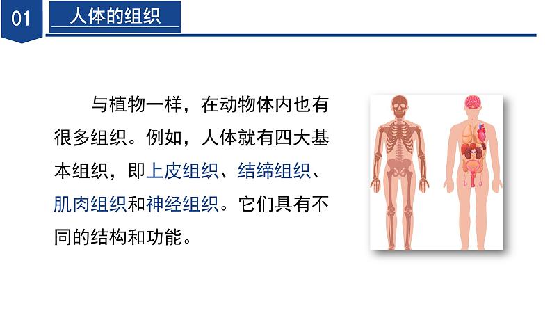 【核心素养】浙教版科学七年级下册1.1 生物体的结构层次（第3课时）（教学课件）第6页