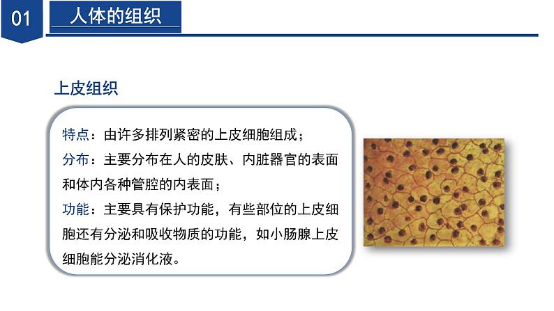 【核心素养】浙教版科学七年级下册1.1 生物体的结构层次（第3课时）（教学课件）第7页