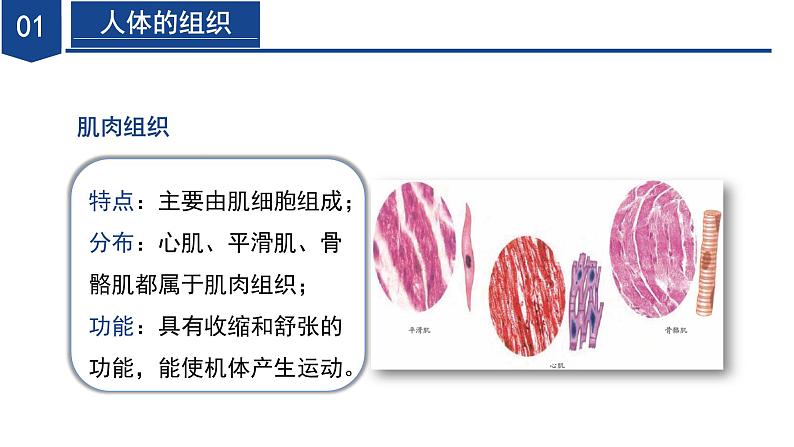 【核心素养】浙教版科学七年级下册1.1 生物体的结构层次（第3课时）（教学课件）第8页