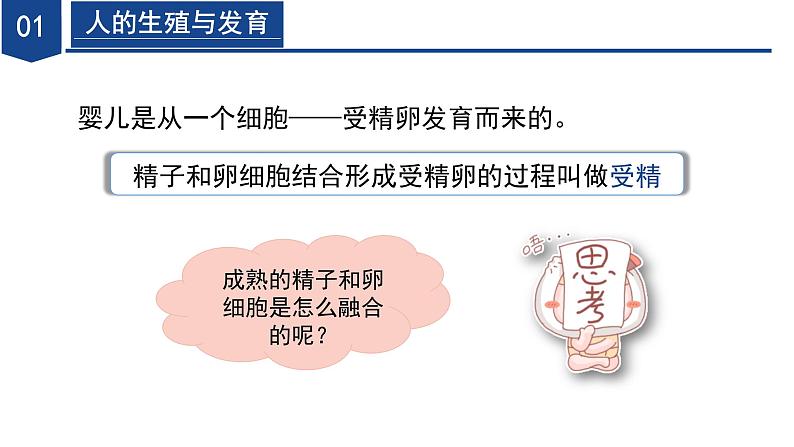 【核心素养】浙教版科学七年级下册1.2 人和动物的生殖与发育（第1课时）（教学课件）第8页