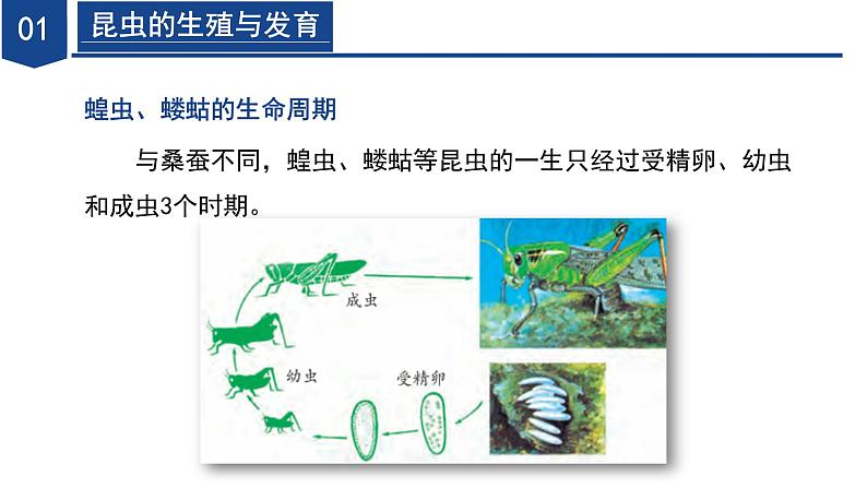 【核心素养】浙教版科学七年级下册1.2 人和动物的生殖与发育（第2课时）（教学课件）第8页