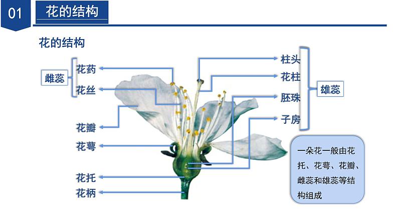 【核心素养】浙教版科学七年级下册1.3 植物的生殖与发育（第1课时）（教学课件）第7页