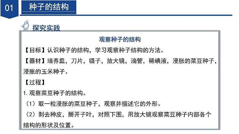 【核心素养】浙教版科学七年级下册1.3 植物的生殖与发育（第2课时）（教学课件）第6页