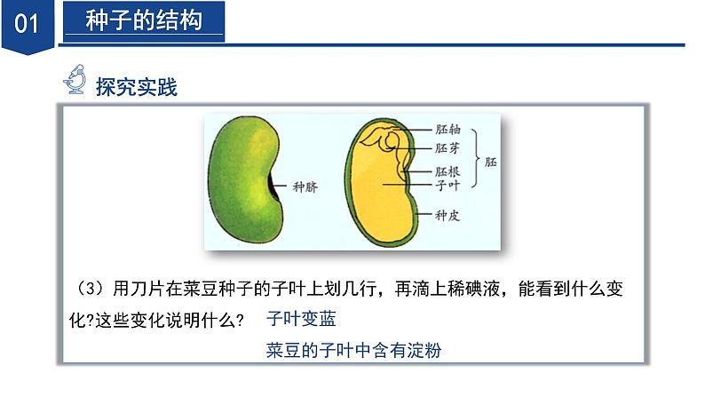 【核心素养】浙教版科学七年级下册1.3 植物的生殖与发育（第2课时）（教学课件）第7页