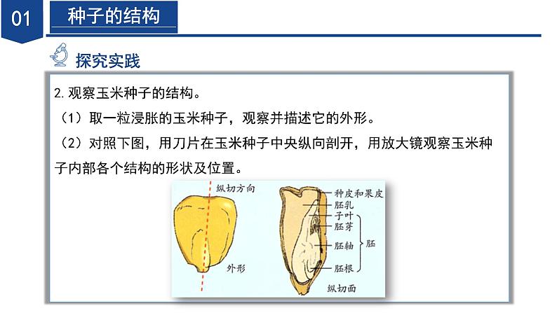 【核心素养】浙教版科学七年级下册1.3 植物的生殖与发育（第2课时）（教学课件）第8页