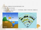 【核心素養(yǎng)】浙教版科學九年級下冊 2.4-2.5生態(tài)系統(tǒng)的結(jié)構(gòu)功能與穩(wěn)定性 同步課件+同步練習