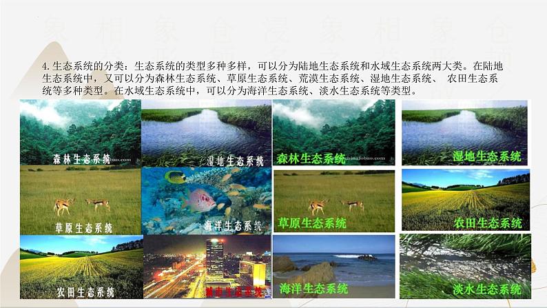 【核心素养】浙教版科学九年级下册 2.4-2.5生态系统的结构功能与稳定性 同步课件第5页