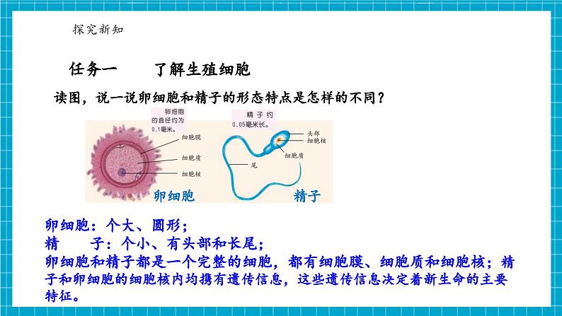 浙教版七下科学 1.2 人和动物的生殖与发育（1）第5页