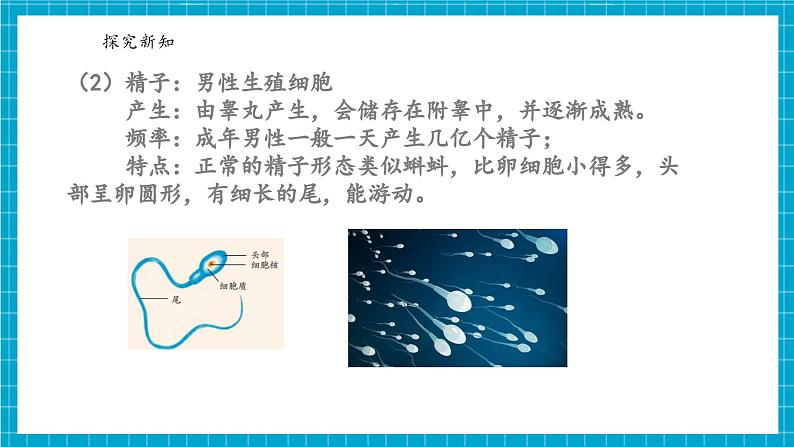 浙教版七下科学 1.2 人和动物的生殖与发育（1）第7页