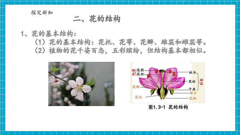 浙教版七下科学 1.3 植物的生殖与发育（1）第7页