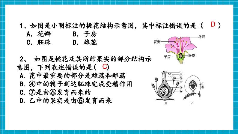 浙教版七下科学 1.3 植物的生殖与发育（2）第4页