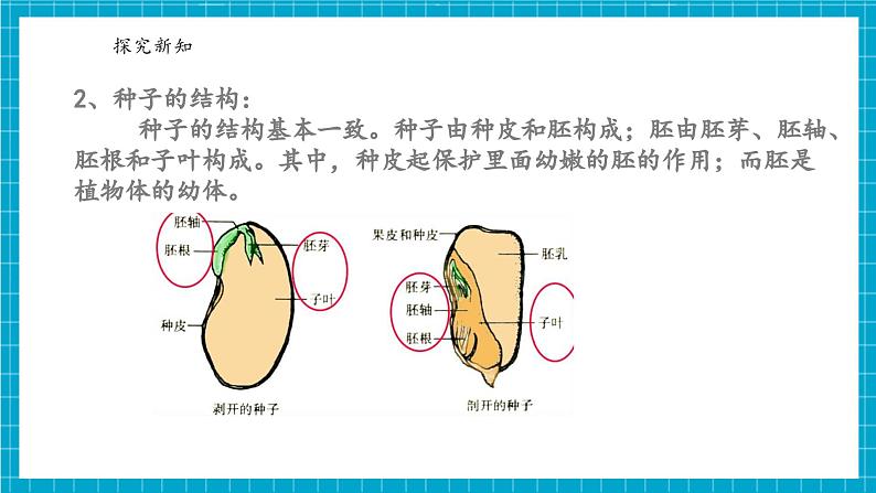 浙教版七下科学 1.3 植物的生殖与发育（2）第7页