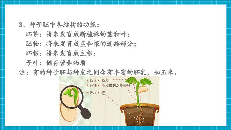 浙教版七下科学 1.3 植物的生殖与发育（2）第8页